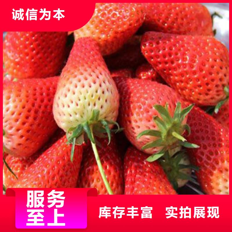 草莓苗-大棚草莓苗经销商