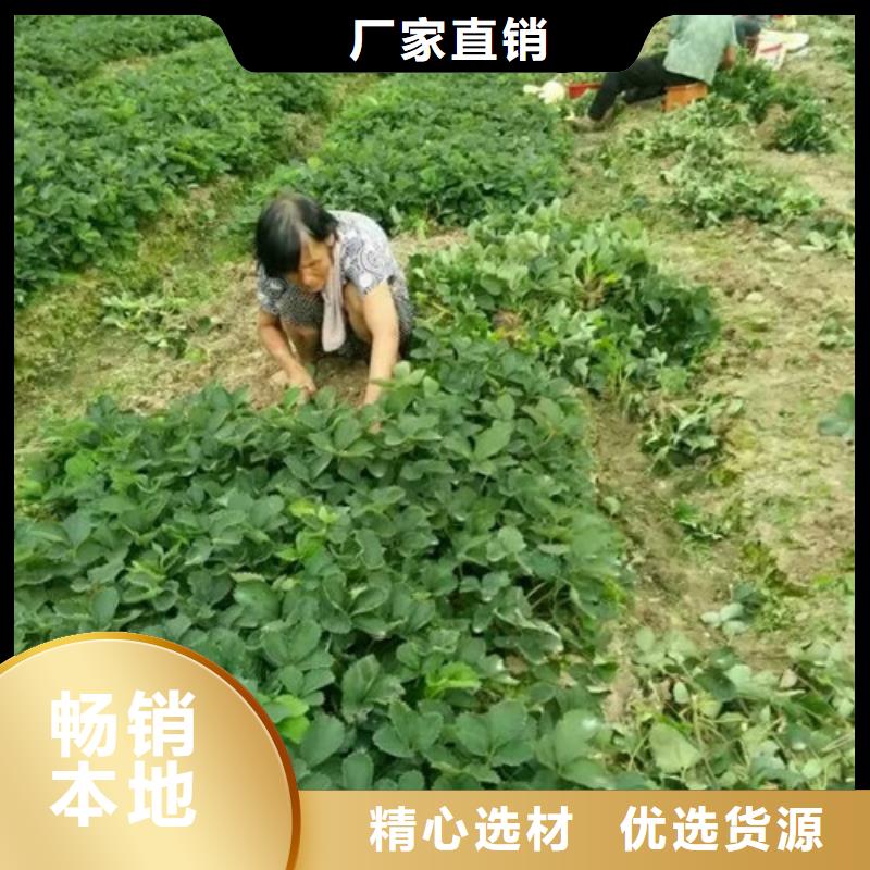 【草莓苗草莓苗价格高品质诚信厂家】