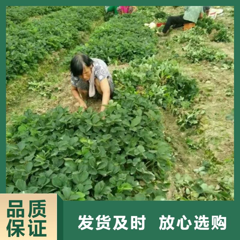 草莓苗珍珠枣油桃树苗质量牢靠