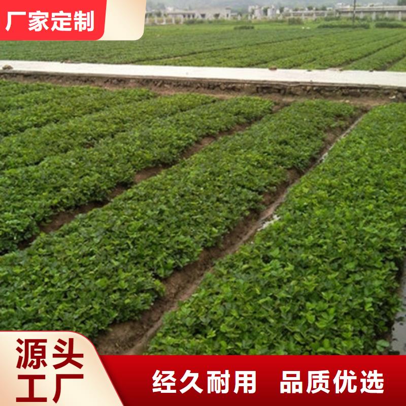 【草莓苗葡萄苗基地严格把关质量放心】