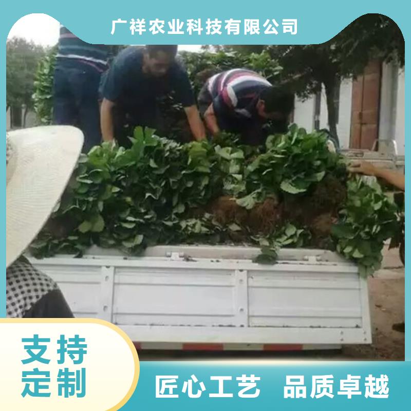 草莓苗青苹果树苗源厂直接供货