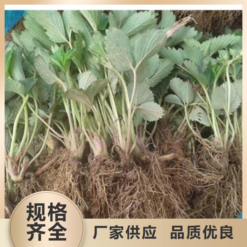 草莓苗梨树苗基地有口皆碑