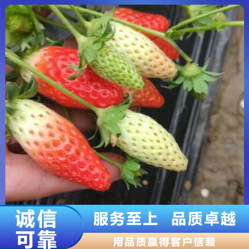 草莓苗-樱桃苗拒绝伪劣产品