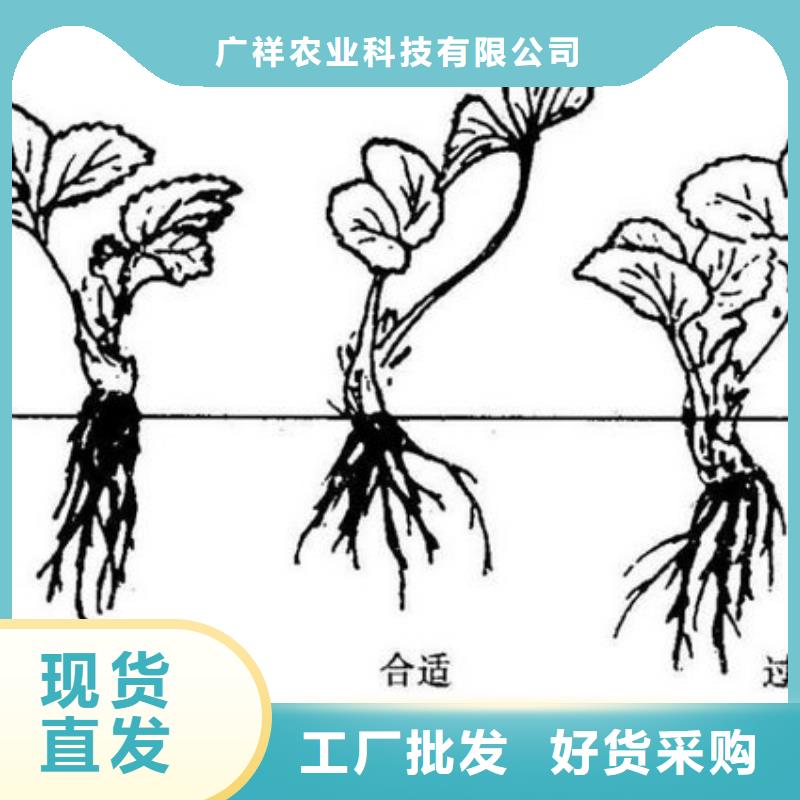 草莓苗黄金苹果树苗0中间商差价