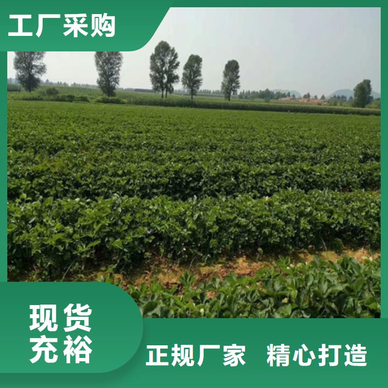 草莓苗莫妮卡西梅树苗实体厂家大量现货