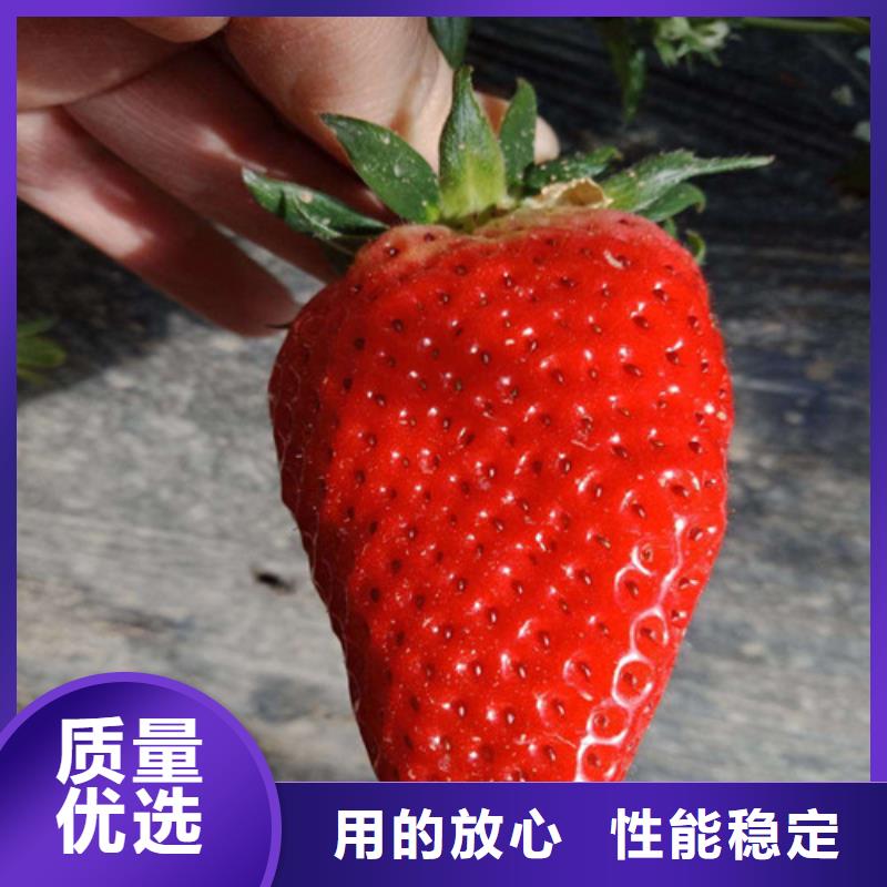 草莓苗红颜草莓适用场景