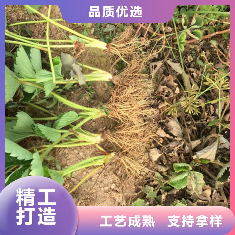 草莓苗果树苗批发基地好品质售后无忧