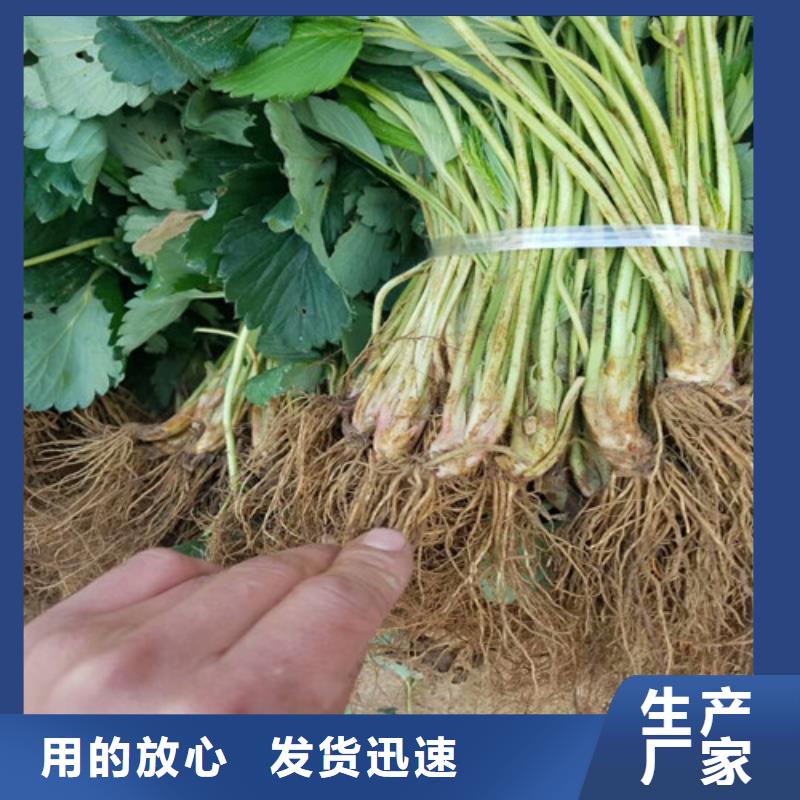 草莓苗-【油桃树苗】量大更优惠