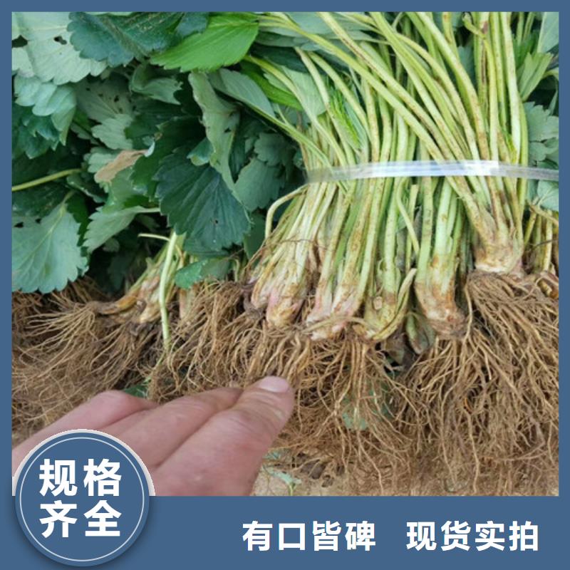 【草莓苗白桃树苗的图文介绍】