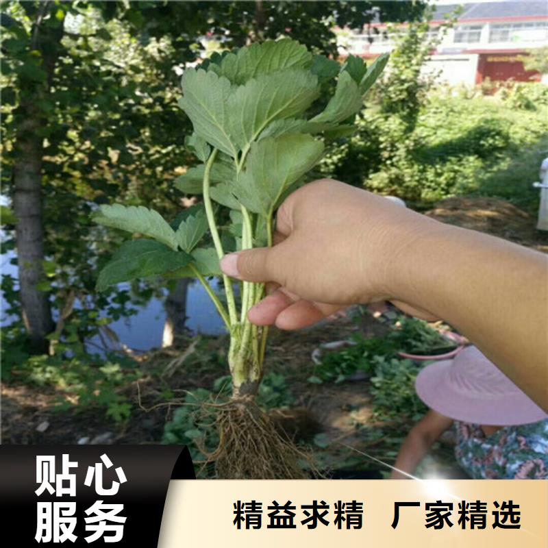 草莓苗果树苗批发基地供应商