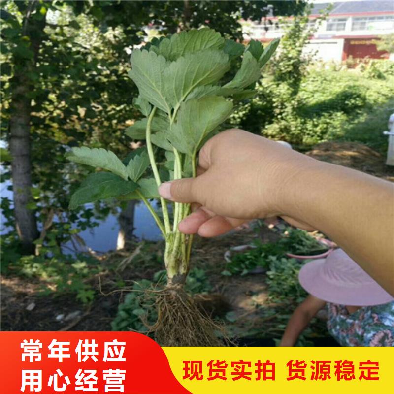 草莓苗葡萄苗大品牌值得信赖