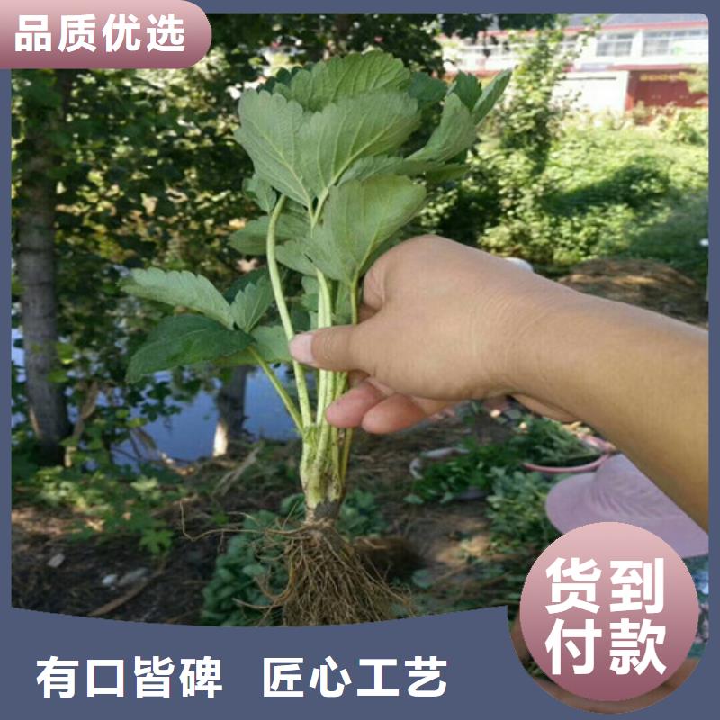 草莓苗【珍珠枣油桃树苗】优选好材铸造好品质