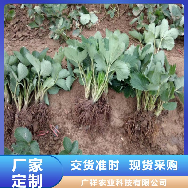 【草莓苗白桃树苗的图文介绍】