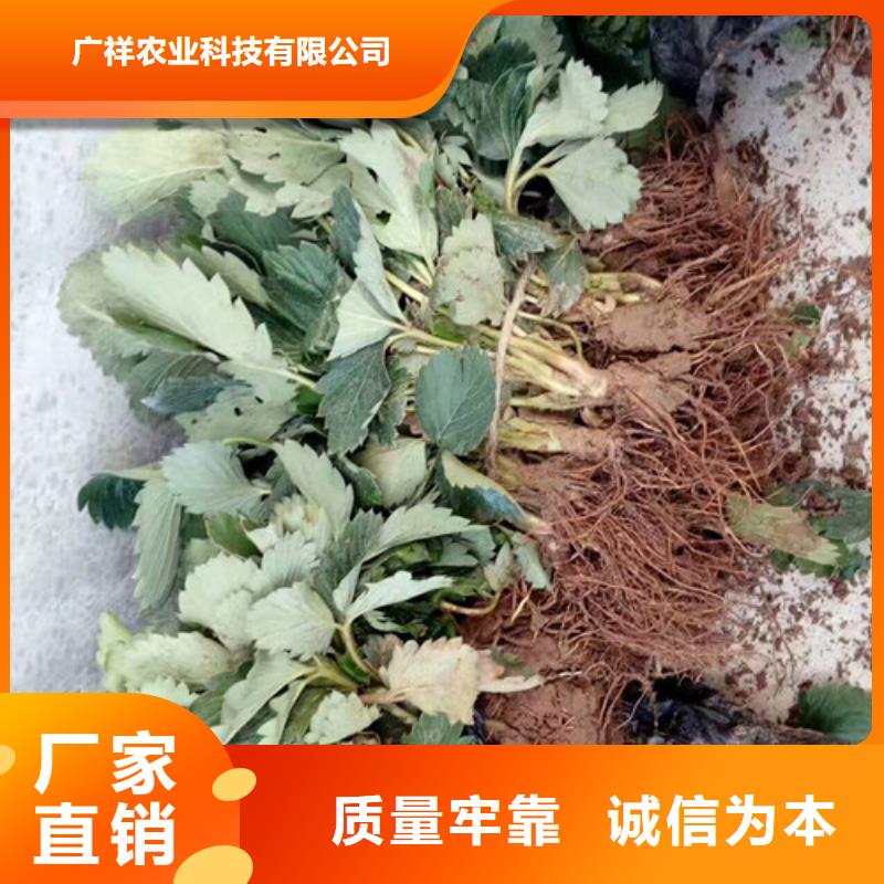 草莓苗果树苗精工细致打造