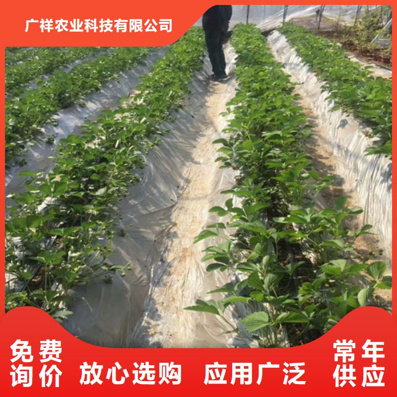 【草莓苗草莓批发供应】