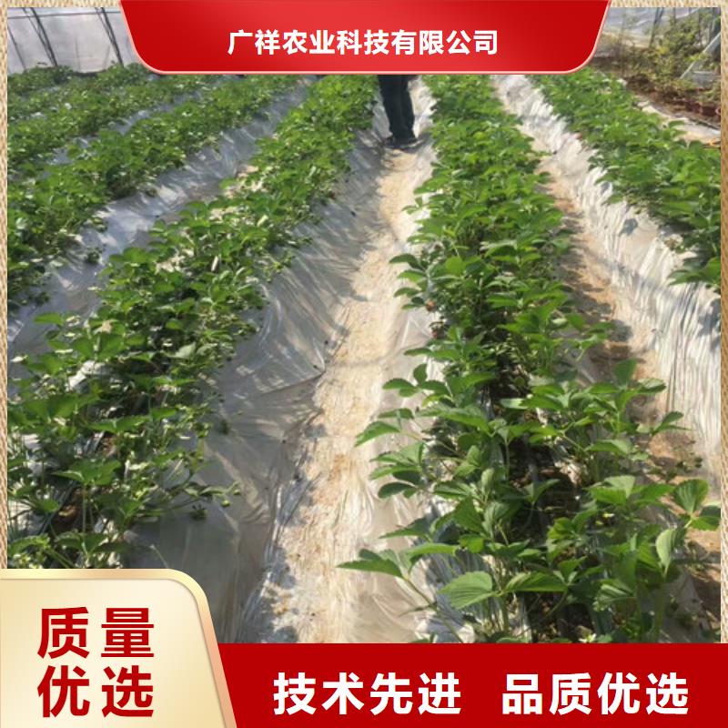 草莓苗【红蜜桃树苗】用心做产品