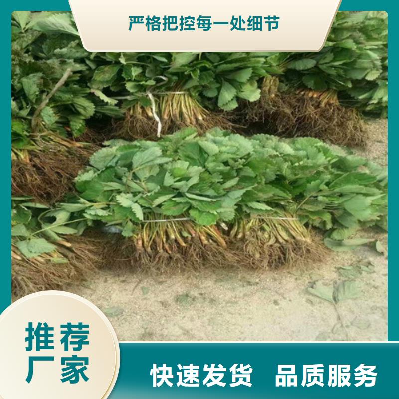 草莓苗-【油桃树苗】量大更优惠