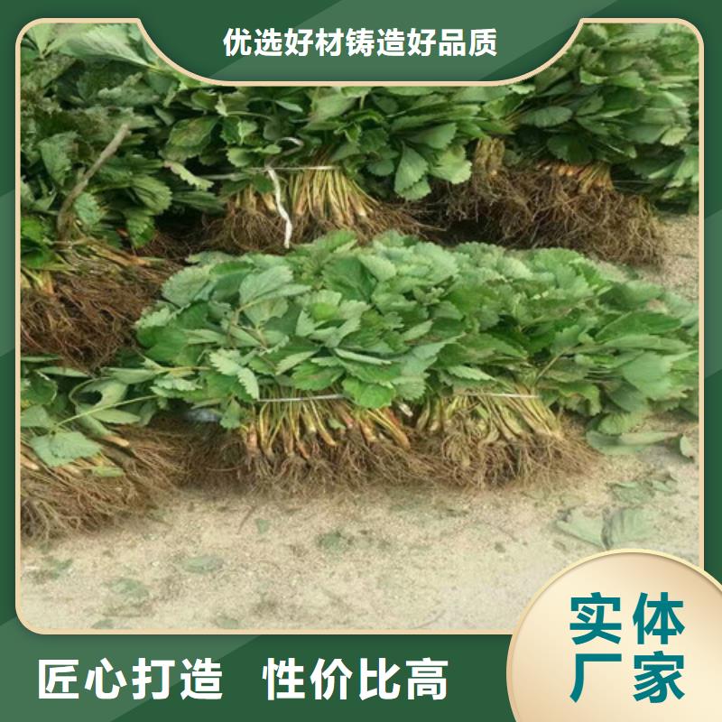 草莓苗,【黑珍珠草莓苗】老客户钟爱