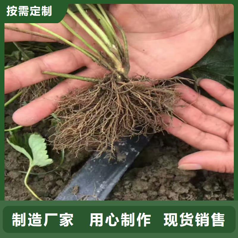 草莓苗西梅树苗源头直供