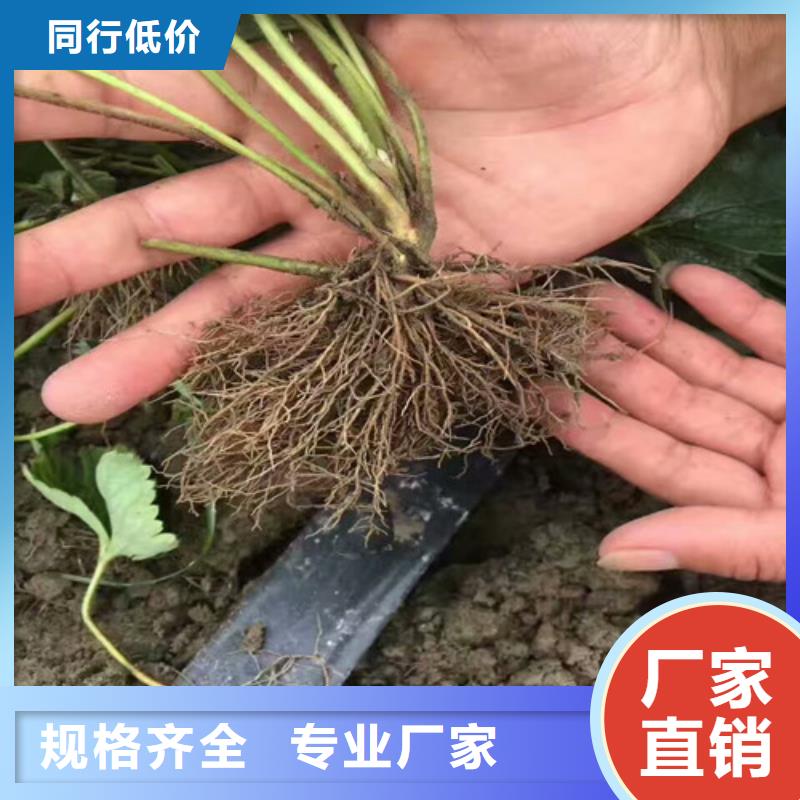 【草莓苗】桃树苗货源直销