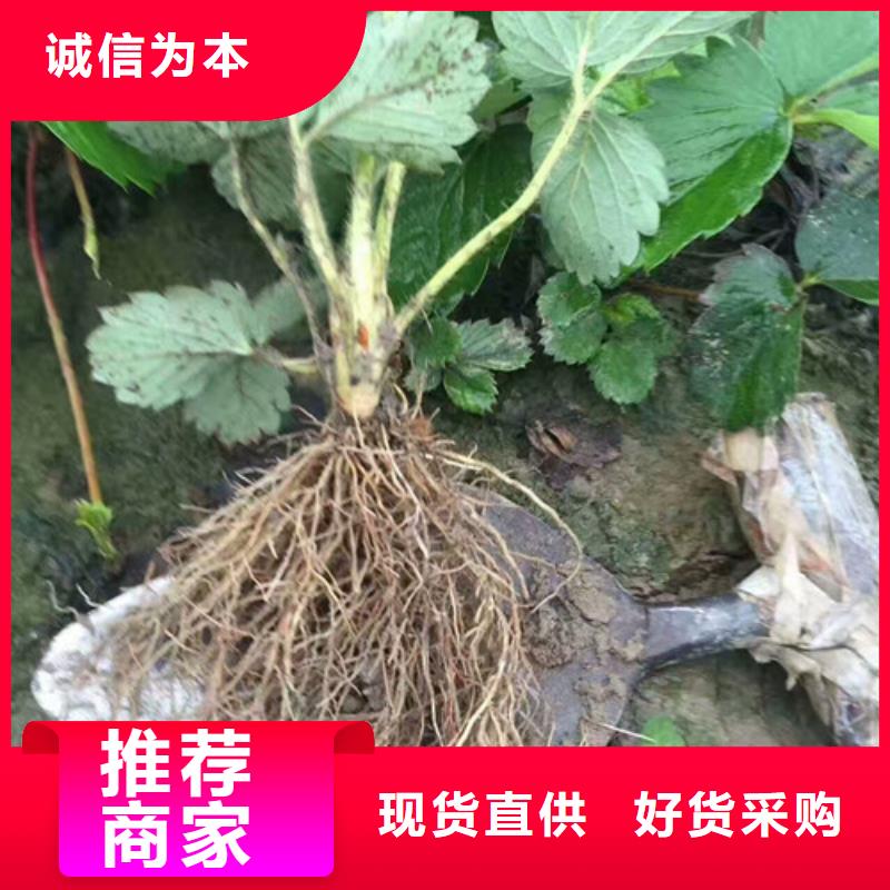 草莓苗果树苗批发基地供应商