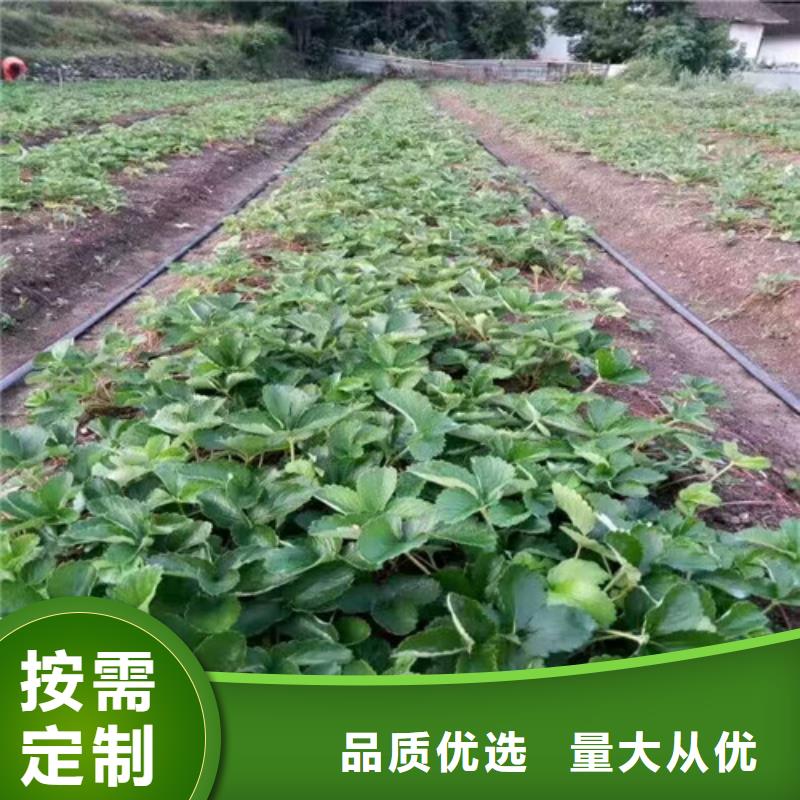 草莓苗香椿树苗工厂价格