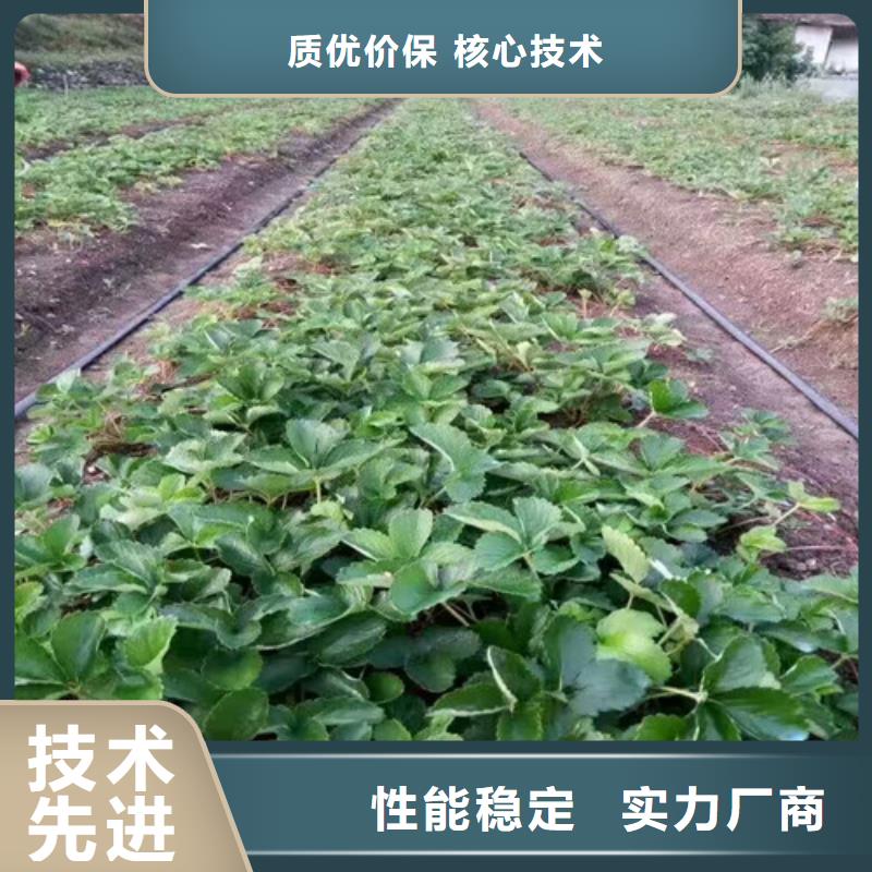 【草莓苗】桃树苗货源直销