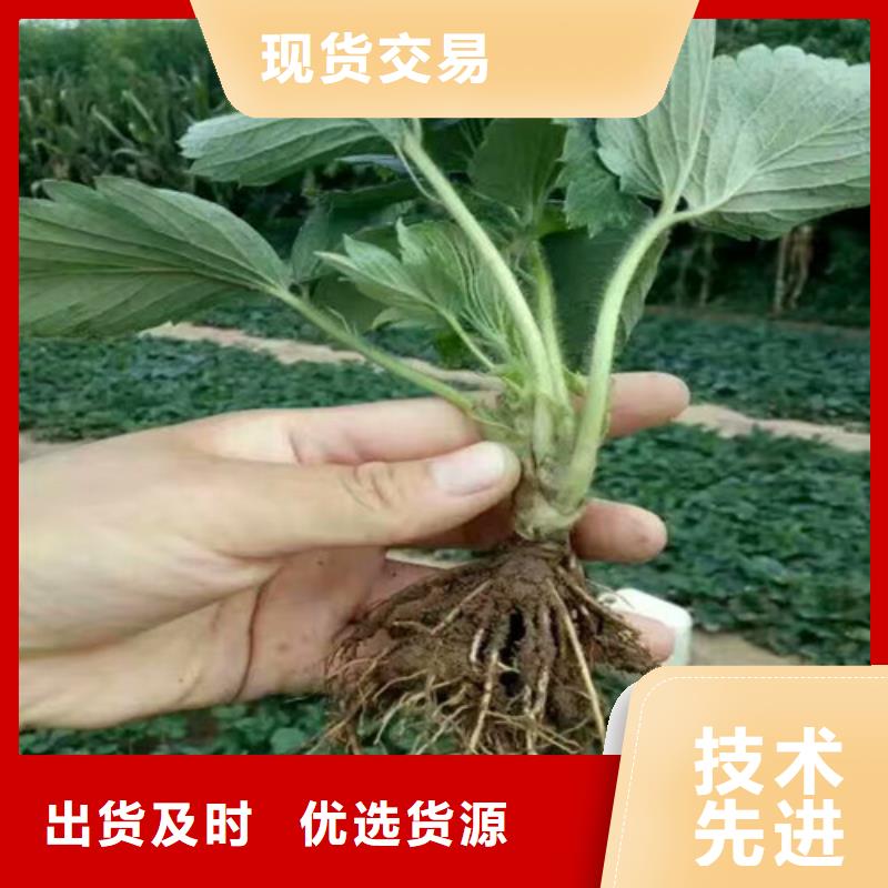 【草莓苗】黄金苹果树苗支持货到付清