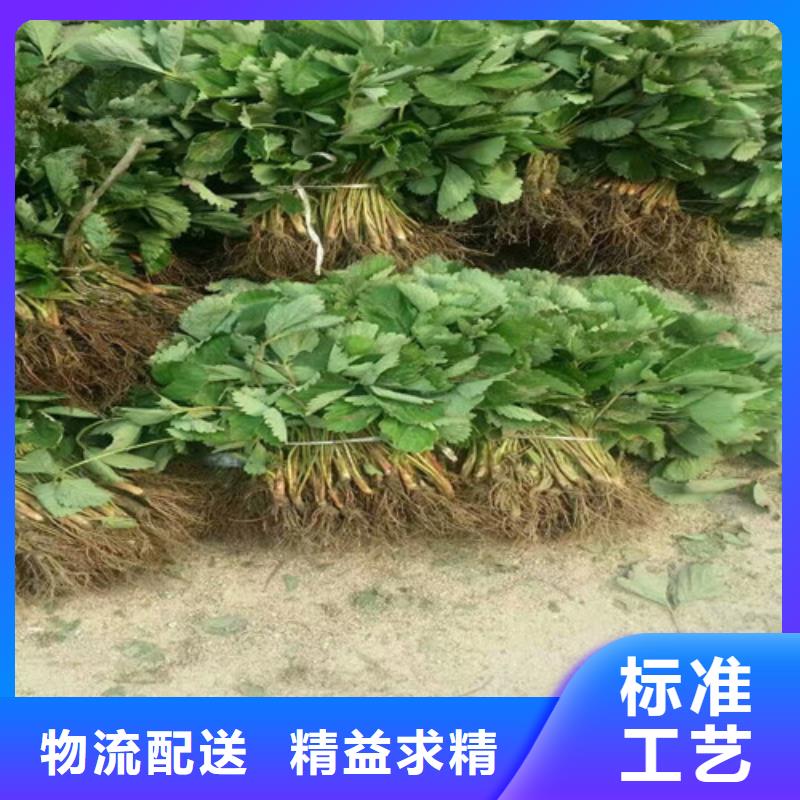 草莓苗莫妮卡西梅树苗实体厂家大量现货