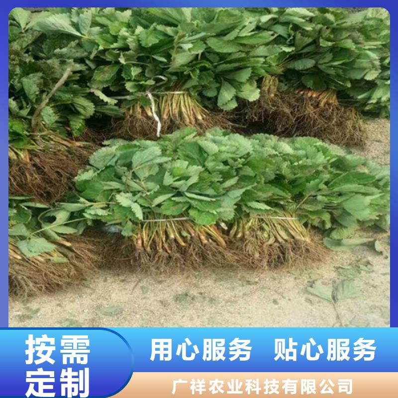 草莓苗香椿树苗工厂价格