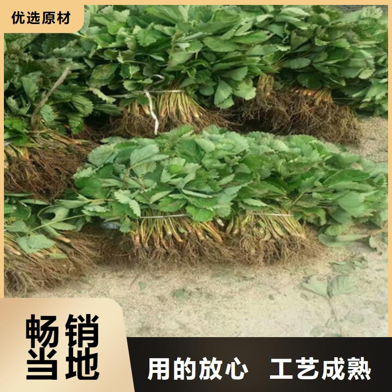 【草莓苗草莓精工打造】