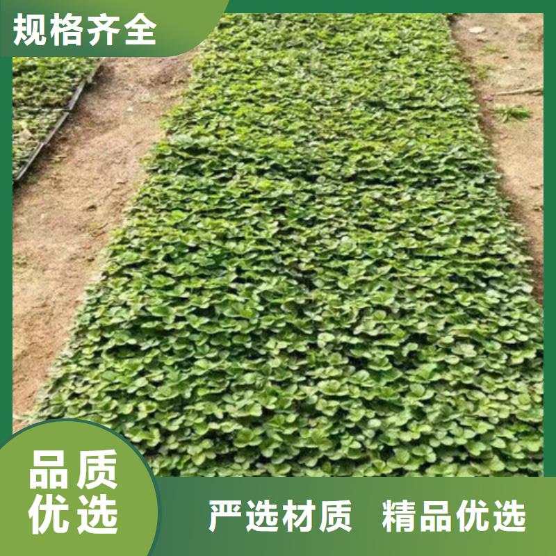 【草莓苗草莓批发供应】