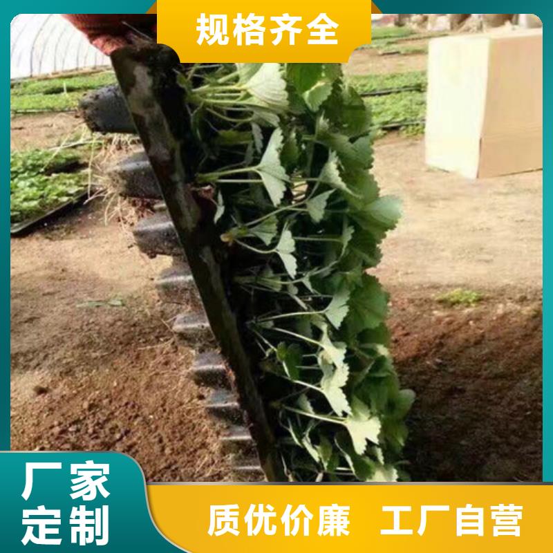 草莓苗黄金苹果树苗0中间商差价