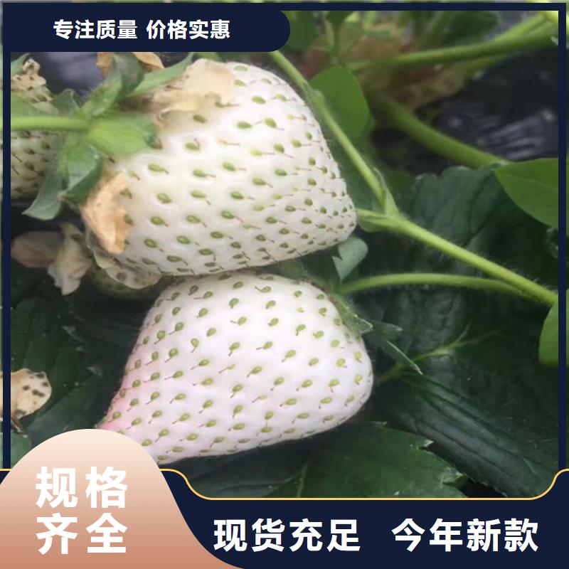 草莓苗,【黑珍珠草莓苗】老客户钟爱