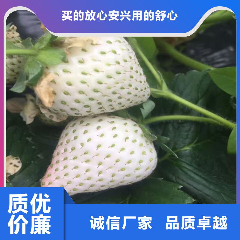 草莓苗樱桃苗厂家直销规格多样