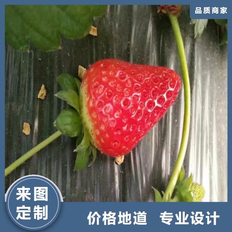 【草莓苗】蟠枣树苗现货批发