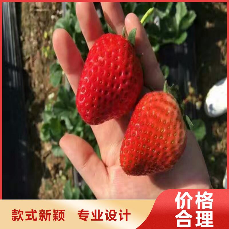 草莓苗_甜柿子树苗库存充足