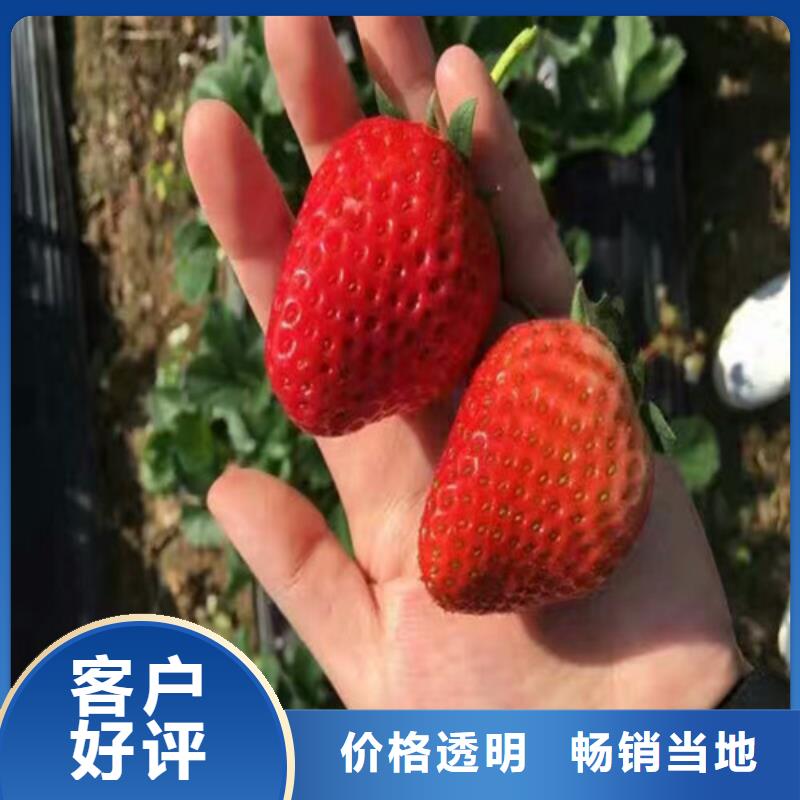 草莓苗果树苗厂家新品