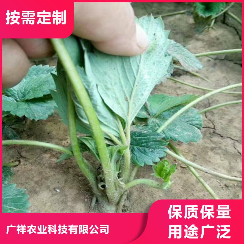 草莓苗-【油桃树苗】量大更优惠