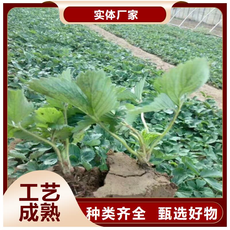 草莓苗黄宝石梨树苗品质无所畏惧