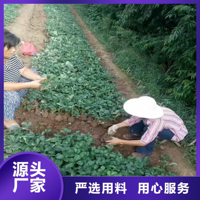 草莓苗-【油桃树苗】量大更优惠