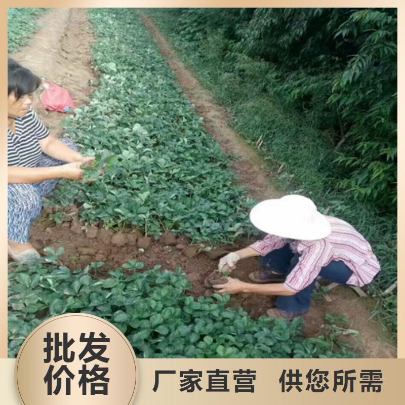 草莓苗果树苗质优价廉