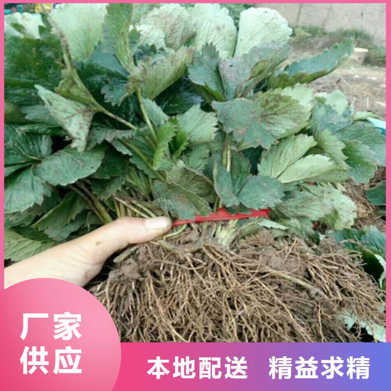 草莓苗,【黑珍珠草莓苗】老客户钟爱