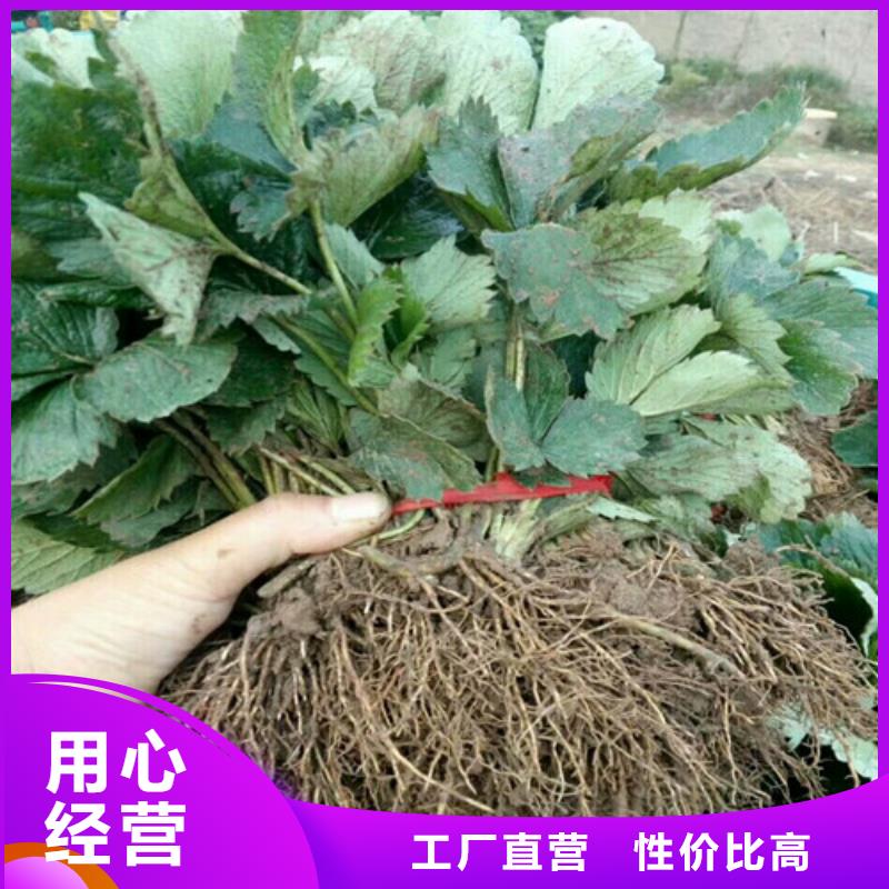 草莓苗莫妮卡西梅树苗定制速度快工期短