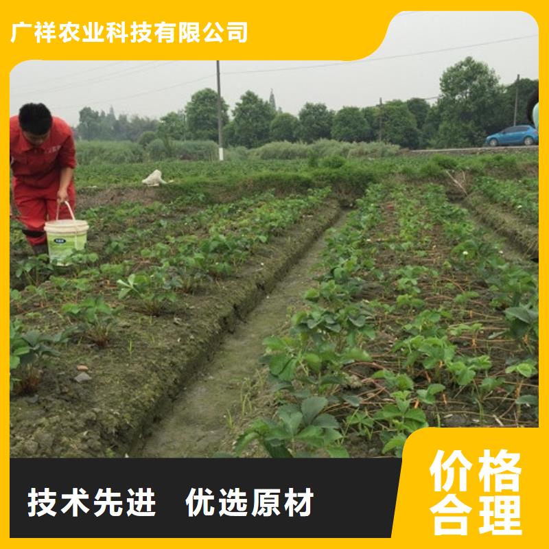 草莓苗果树苗质优价廉