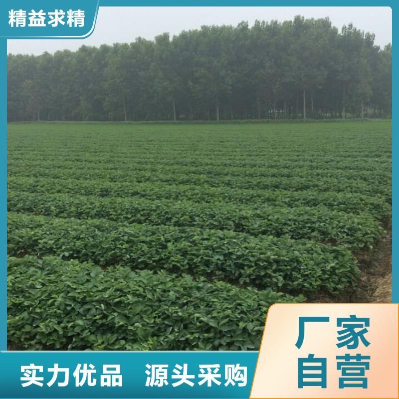 【草莓苗葡萄苗基地严格把关质量放心】