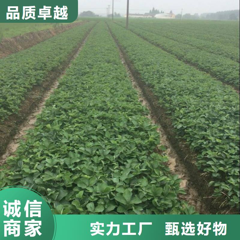 【广祥】【工厂现货供应 草莓苗-苹果苗基地实时报价】