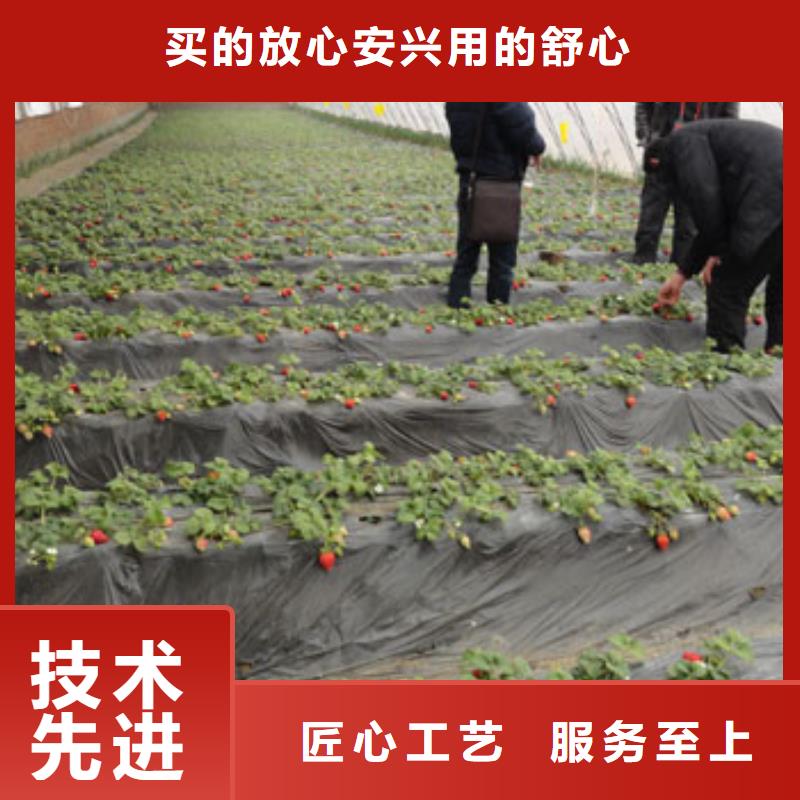 【草莓苗白桃树苗的图文介绍】