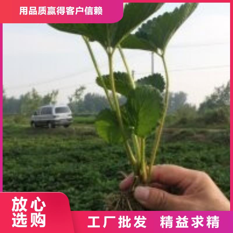 草莓苗蓝宝石葡萄树苗每个细节都严格把关