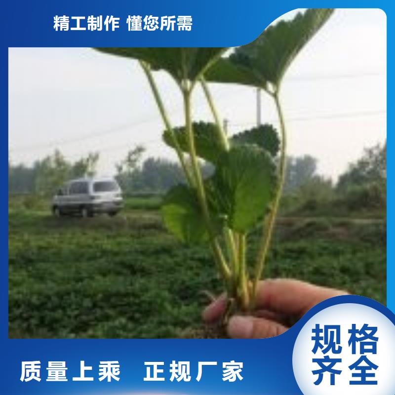 【草莓苗】蟠枣树苗现货批发